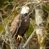 Bald eagle on dead stump