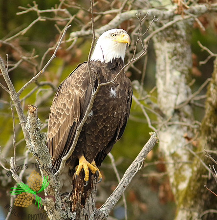 Bald eagle on dead stump