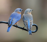 Bluebird pair