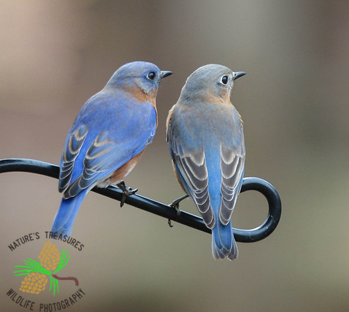 Bluebird pair