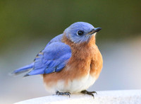 Bluebird (male) at birdbath