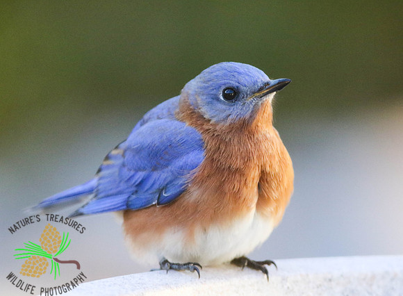 Bluebird (male) at birdbath