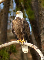 Bald eagle on limb