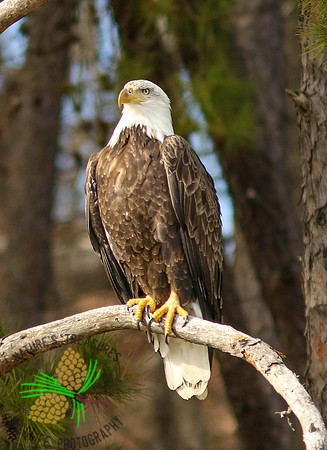 Bald eagle on limb
