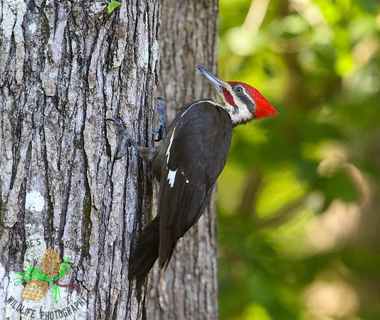 Pileated woodpecker #3 on tree trunk
