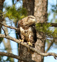 Juvenile bald eagle
