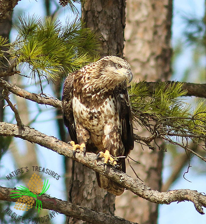 Juvenile bald eagle