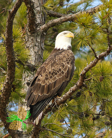 Bald eagle in pine tree