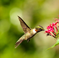Hummingbird drinking from penta