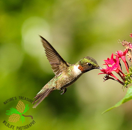 Hummingbird drinking from penta