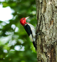 Red-headed woodpecker #1