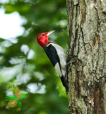 Red-headed woodpecker #1