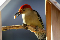 Red-bellied woodpecker in feeder