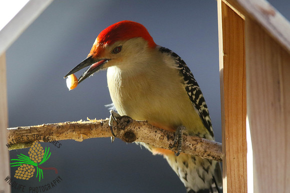Red-bellied woodpecker in feeder