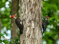 Pileated pair