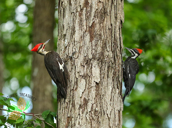 Pileated pair