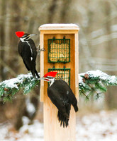 Pileated pair in winter