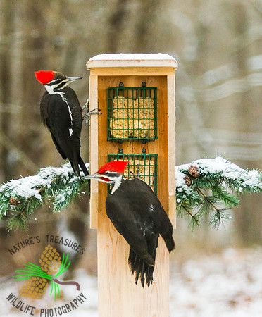 Pileated pair in winter