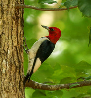 Red-headed woodpecker #2