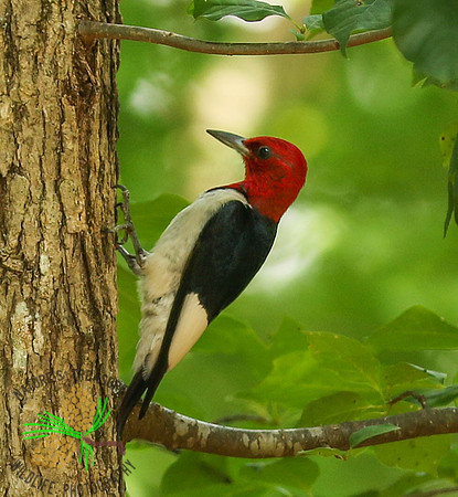 Red-headed woodpecker #2