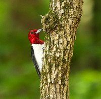 Red-headed woodpecker #3