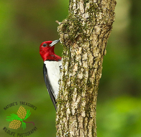 Red-headed woodpecker #3