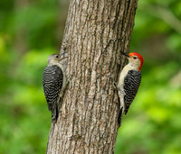 Red-bellied woodpecker with young