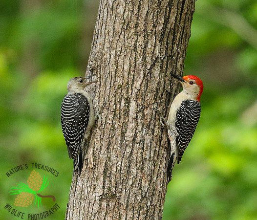 Red-bellied woodpecker with young