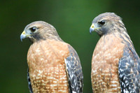 Red-shouldered hawk pair #4