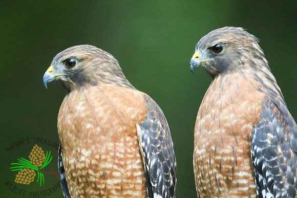 Red-shouldered hawk pair #4
