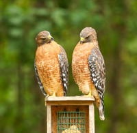Red-shouldered hawk pair #1