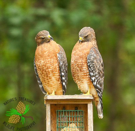 Red-shouldered hawk pair #1