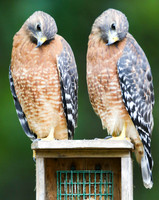 Red-shouldered hawks #3
