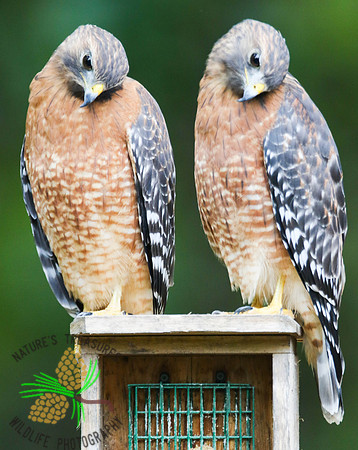 Red-shouldered hawks #3