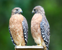 Red-shouldered hawk pair #2