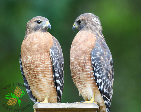 Red-shouldered hawk pair #2