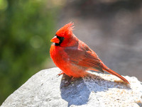Cardinal on rock