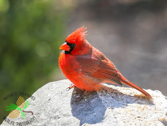 Cardinal on rock