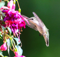 Hummingbird at fuchsia