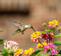 Hummingbird at lantana #1