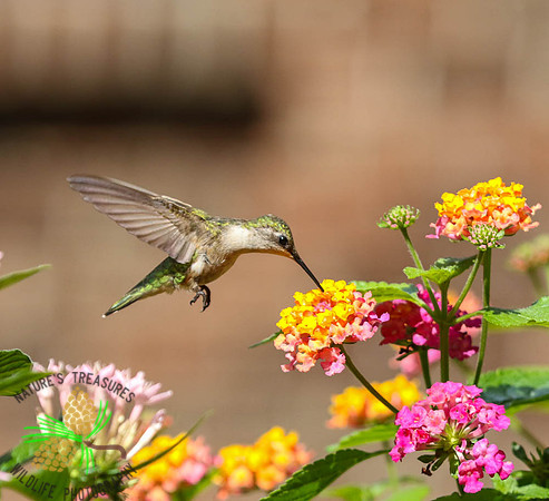 Hummingbird at lantana #1