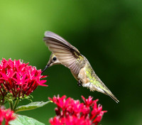 Hummingbird at red pentas #1