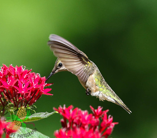 Hummingbird at red pentas #1