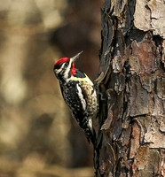 Yellow-bellied sapsucker #2