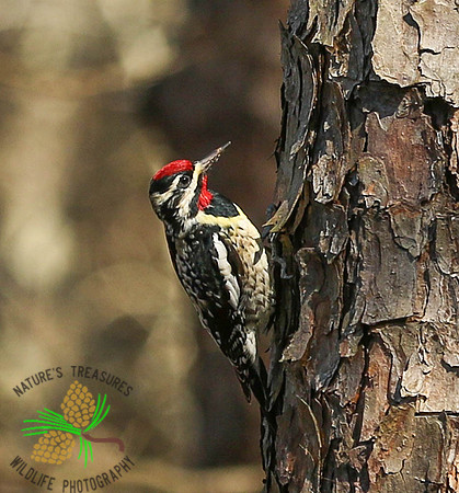 Yellow-bellied sapsucker #2