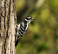 Downy woodpecker on tree trunk