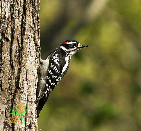 Downy woodpecker on tree trunk