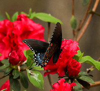 Spicebush swallowtail #4543