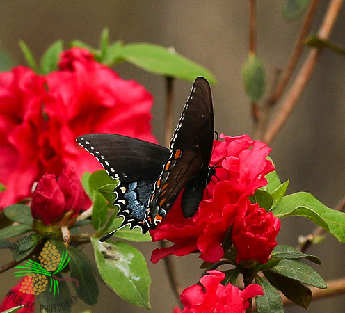 Spicebush swallowtail #4543