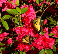 Pair of tiger swallowtails #4861